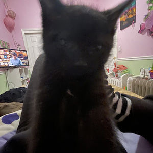 Meet your Posher, Alice